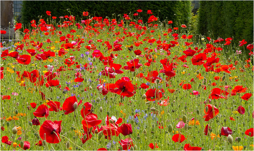Poppies