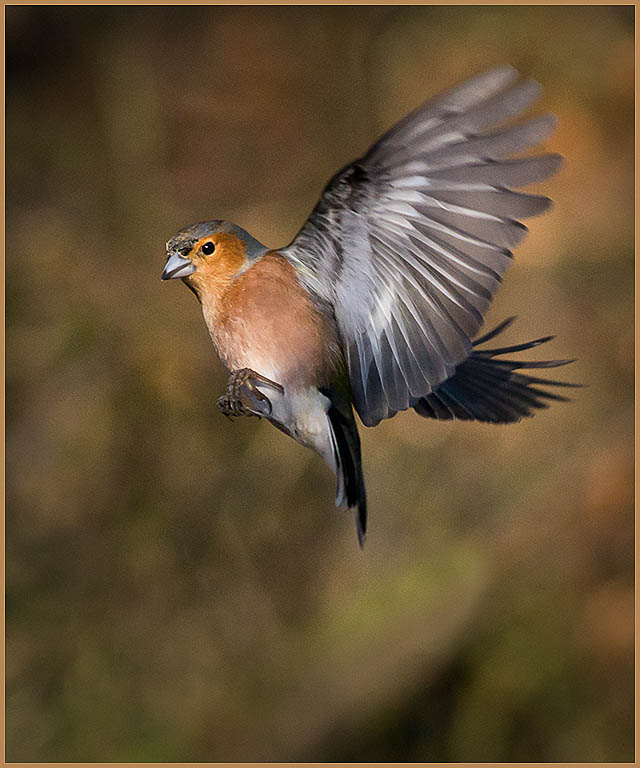 chaffinch