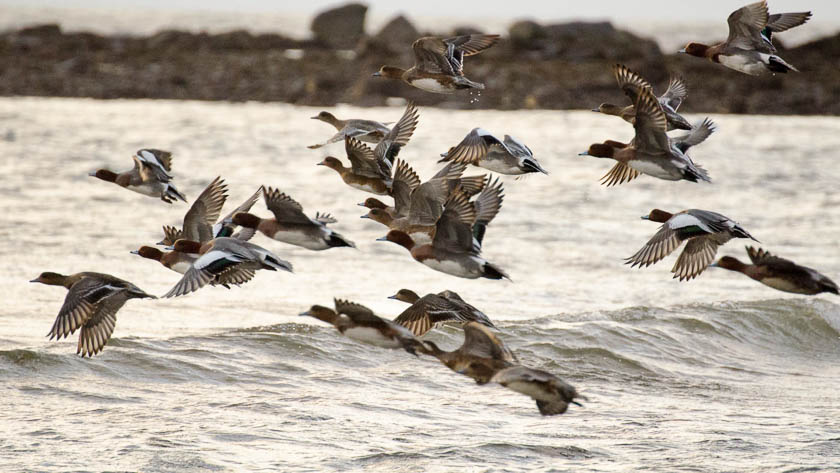 All the Ducks in a&nbsp;Row
