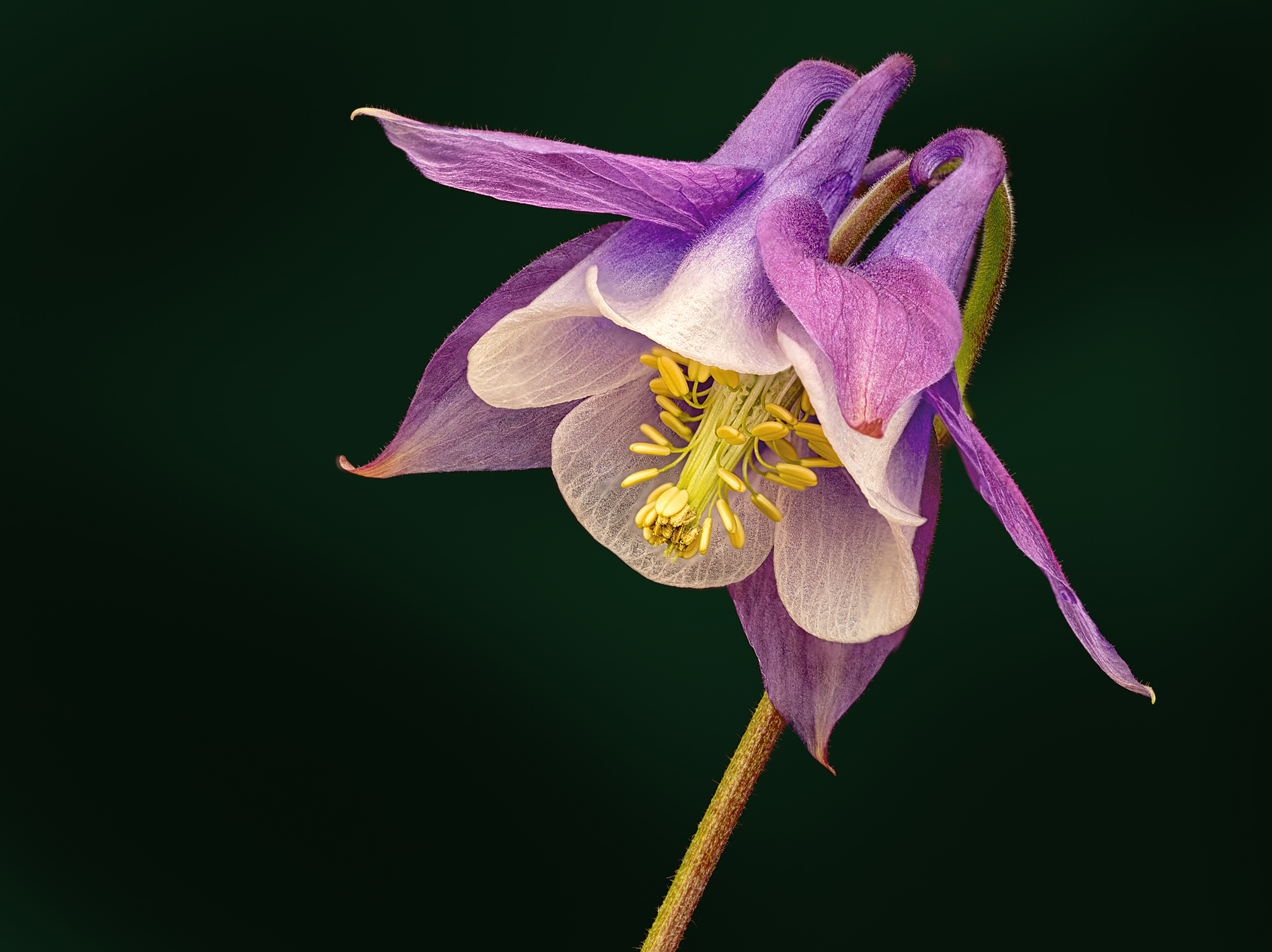 DSC_5389-93 combo_2 (final)