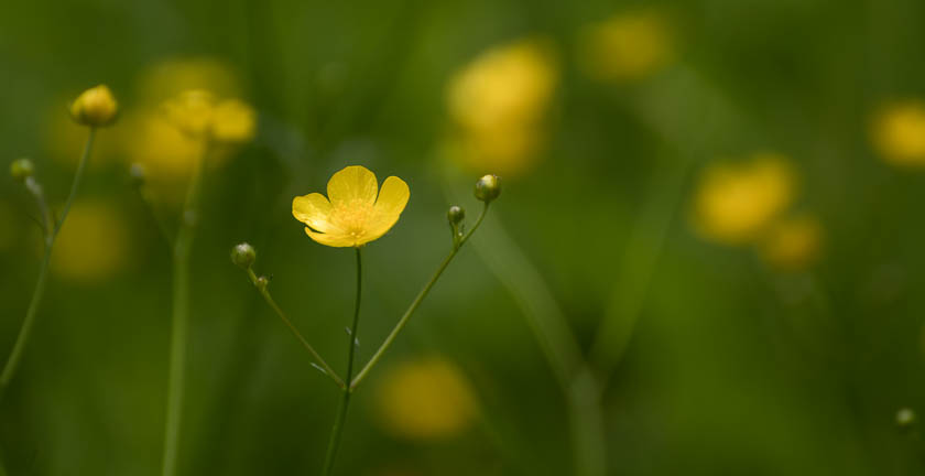 First Outing – Wild&nbsp;Flowers