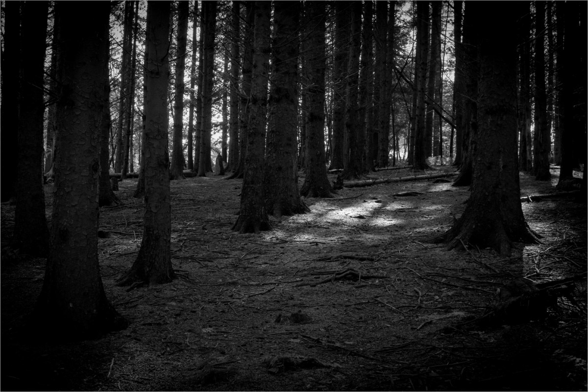 Light in the&nbsp;Trees