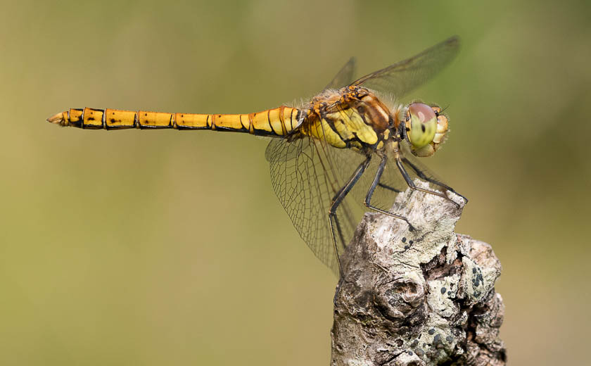 Common Darter Dragonfly