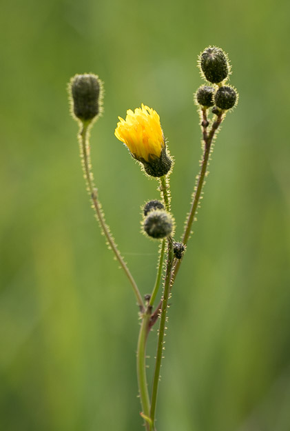 Photographing Wildflowers