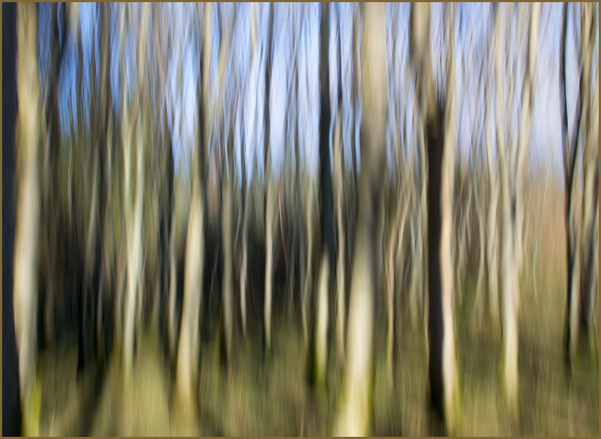 Trees in the Sun –&nbsp;Barrier