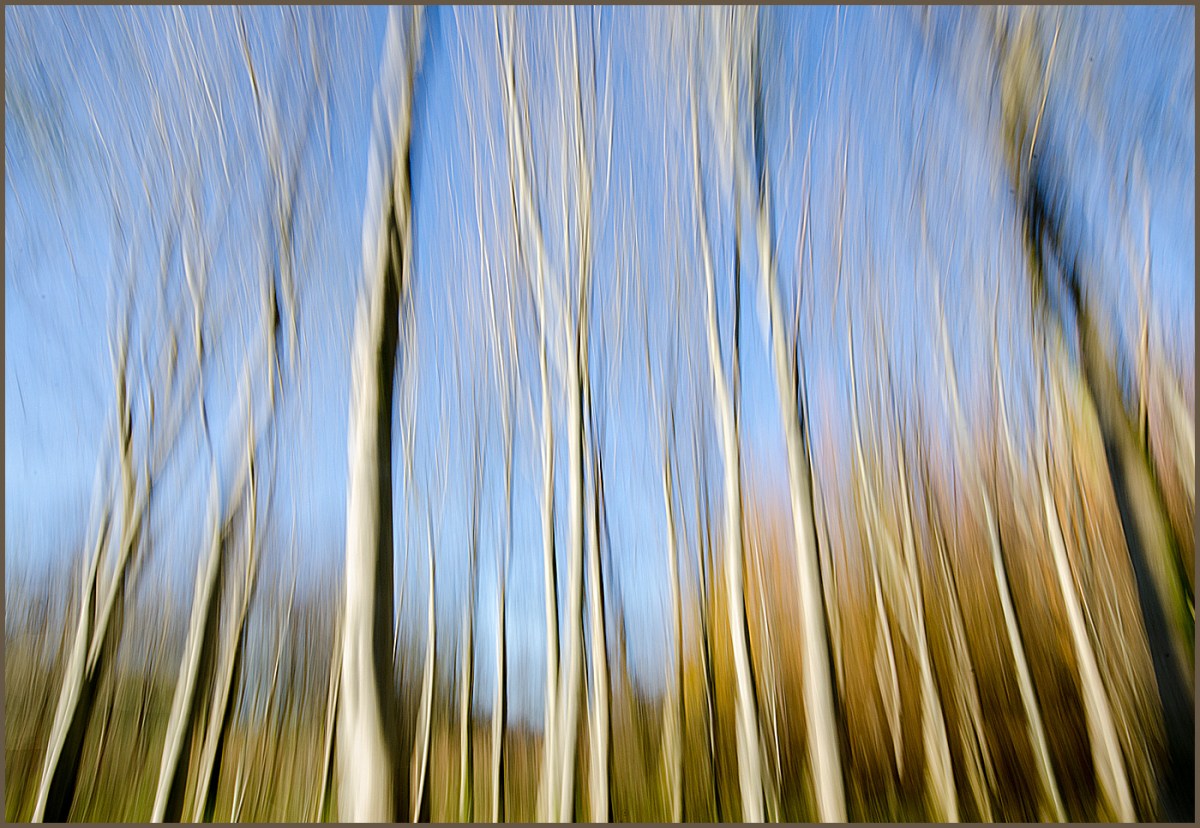 Trees in the Sun 3 –&nbsp;Resurgence