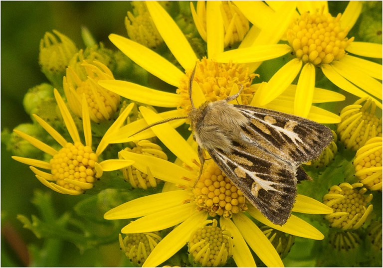 Moth G A Moth’s a Moth for a’ That – jazziBeeblog