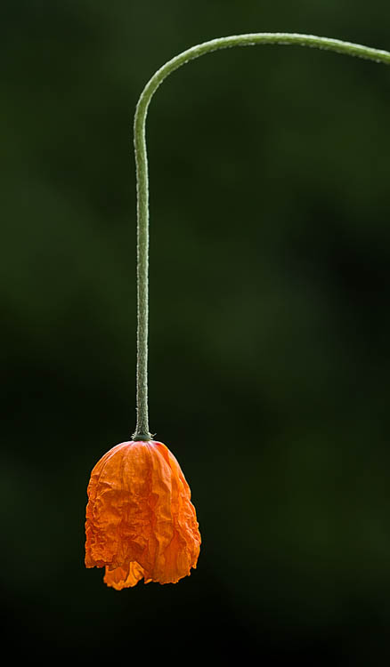 Shapes with a&nbsp;Story